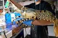 ببینید| غذای خیابانی در ژاپن؛ تهیه ساشیمی با لابستر غول پیکر در اوکیناوا