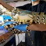 ببینید| غذای خیابانی در ژاپن؛ تهیه ساشیمی با لابستر غول پیکر در اوکیناوا