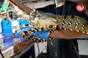 ببینید| غذای خیابانی در ژاپن؛ تهیه ساشیمی با لابستر غول پیکر در اوکیناوا