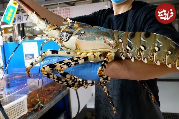 ببینید| غذای خیابانی در ژاپن؛ تهیه ساشیمی با لابستر غول پیکر در اوکیناوا