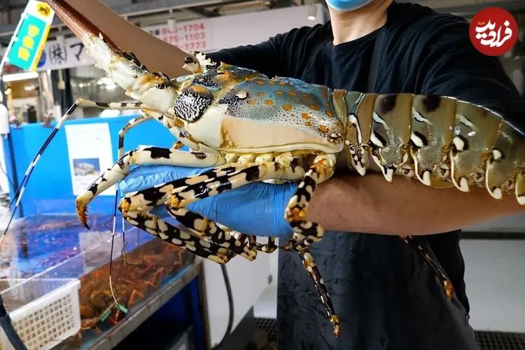 ببینید| غذای خیابانی در ژاپن؛ تهیه ساشیمی با لابستر غول پیکر در اوکیناوا