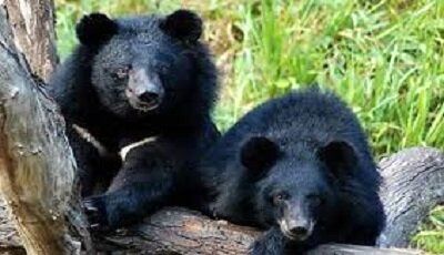 «نیکا و نیما» دو توله خرس سیاه بلوچی جهت درمان به تهران منتقل شدند