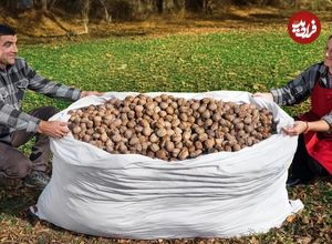 ببینید؛ غذای روستایی در آذربایجان؛ برداشت گردو و تهیه کیک با آن در کوهستان