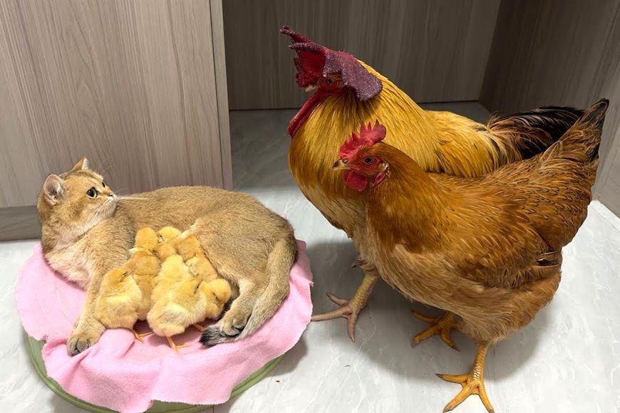 (ویدئو) این مرغ و خروس وقتی بیرون می روند جوجه های خود را به این گربه می سپارند!