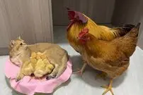 (ویدئو) این مرغ و خروس وقتی بیرون می روند جوجه های خود را به این گربه می سپارند!