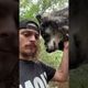 (ویدئو) دوستی باورنکردنی این مرد جوان با دو گرگ وحشی