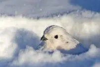 حیواناتی که در زمستان «سفید» می‌شوند