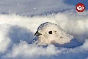 حیواناتی که در زمستان «سفید» می‌شوند