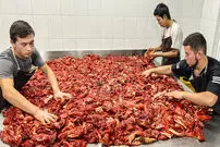 (ویدئو) چگونه ازبک ها با صدها کیلو گوشت اسب سوسیس معروف شان را تهیه می کنند؟