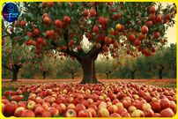 ببینید؛ فرآیند کاشت، برداشت و فرآوری هزاران تن سیب در آمریکا
