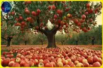 ببینید؛ فرآیند کاشت، برداشت و فرآوری هزاران تن سیب در آمریکا