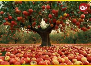 ببینید؛ فرآیند کاشت، برداشت و فرآوری هزاران تن سیب در آمریکا
