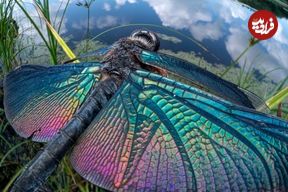 شاهکارهای عکاس ژاپنی که ما را به درون دنیای حشرات می‌برد