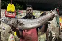 ببینید| مهارت خاص ماهی فروش هندی در برش زدن ماهی باراکودا