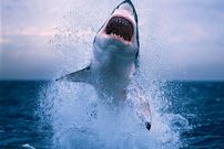 عکس؛ شکارچی شکار شد؛ لحظه دریده شدن کوسه توسط قاتل واقعی اقیانوس