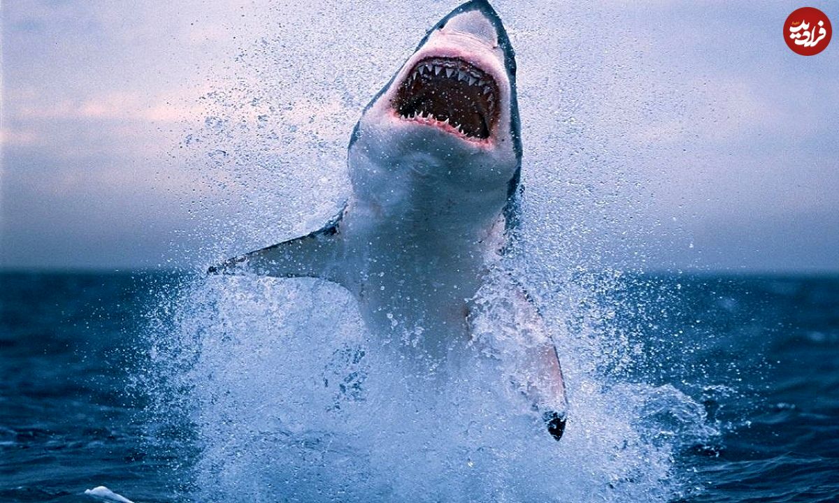 عکس؛ شکارچی شکار شد؛ لحظه دریده شدن کوسه توسط قاتل واقعی اقیانوس