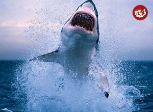 عکس؛ شکارچی شکار شد؛ لحظه دریده شدن کوسه توسط قاتل واقعی اقیانوس