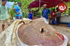 ببینید| صید سفره ماهی کمیاب 200 کیلوگرمی و برش زدن آن در سواحل سریلانکا