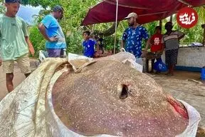 ببینید| صید سفره ماهی کمیاب 200 کیلوگرمی و برش زدن آن در سواحل سریلانکا