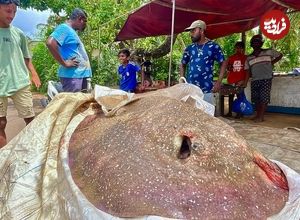 ببینید| صید سفره ماهی کمیاب 200 کیلوگرمی و برش زدن آن در سواحل سریلانکا