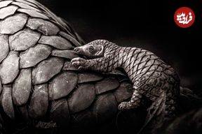 عکس‌های استثنایی از «قاچاقی‌ترین» پستاندار دنیا