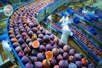 ببینید| نگاهی به مراحل کاشت، برداشت و فرآوری صدها تن انجیر در ترکیه