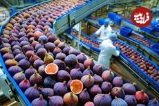 ببینید| نگاهی به مراحل کاشت، برداشت و فرآوری صدها تن انجیر در ترکیه