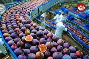 ببینید| نگاهی به مراحل کاشت، برداشت و فرآوری صدها تن انجیر در ترکیه