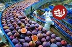 ببینید| نگاهی به مراحل کاشت، برداشت و فرآوری صدها تن انجیر در ترکیه