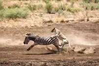 (ویدیو) حمله ناگهانی شیر ماده به گورخر حواس پرت!