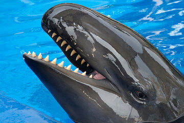( عکس) نهنگ یا دلفین؟؛ موجودی بسیار نادر به نام ولفین