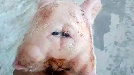 ( ویدیو) تصویری عجیب از تولد خوکی با دو سر، چهار چشم و دو پوزه در هندوراس 