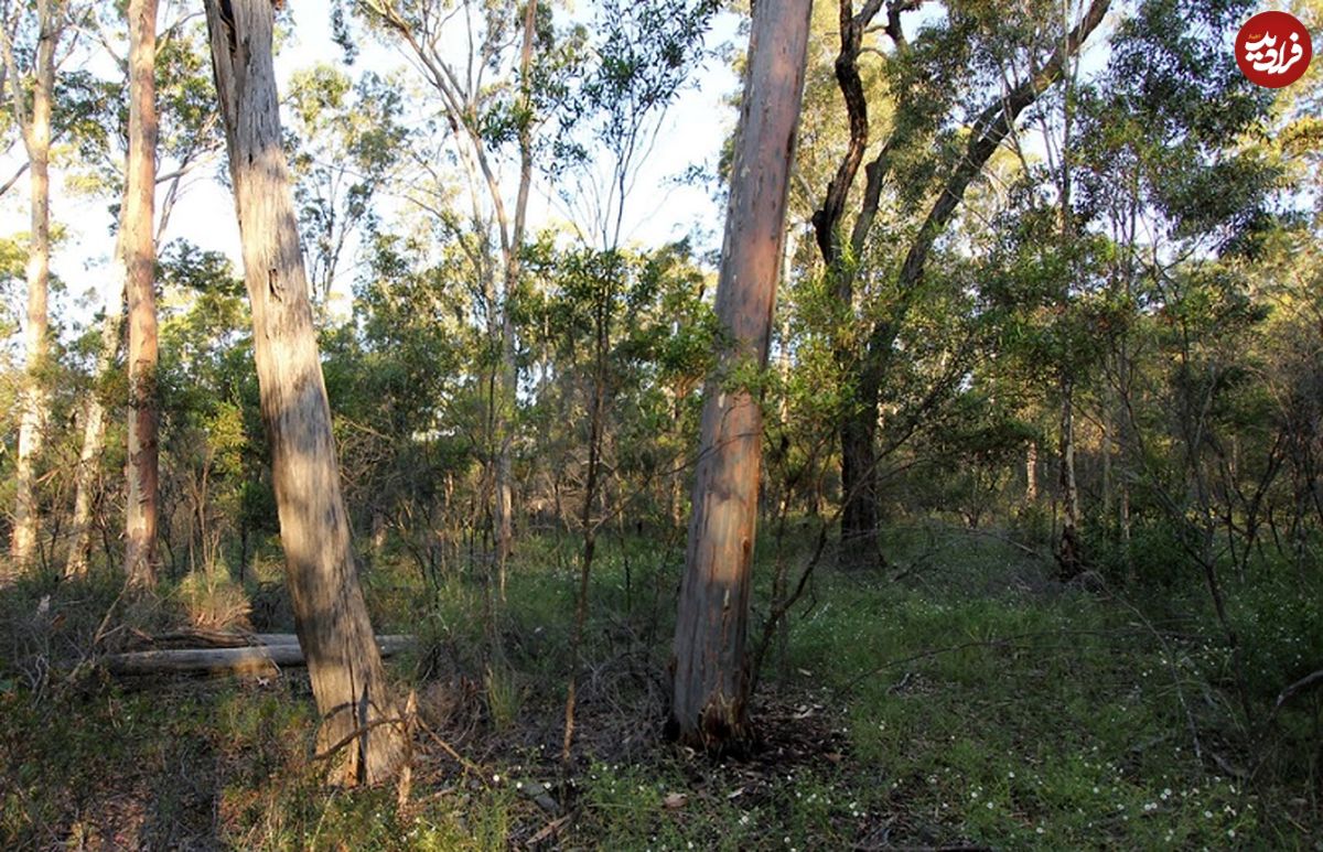 (تصویر) کشف مارمولکی با طرح «زیگزاگ» در جنگل‌های استرالیا
