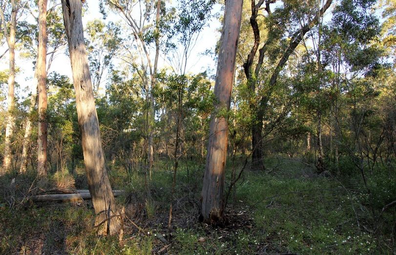 (تصویر) کشف مارمولکی با طرح «زیگزاگ» در جنگل‌های استرالیا