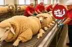 ببینید| چگونه میلیون ها گوسفند برای تولید گوشت، شیر و پشم پرورش داده می شوند؟