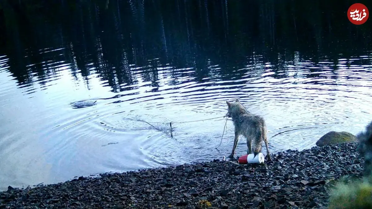 نخستین فیلم ضبط شده از دزدی یک «گرگ»