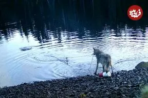 نخستین فیلم ضبط شده از دزدی یک «گرگ»