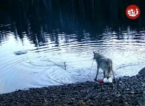 نخستین فیلم ضبط شده از دزدی یک «گرگ»