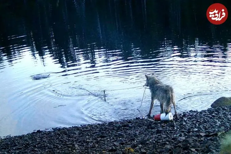 نخستین فیلم ضبط شده از دزدی یک «گرگ»