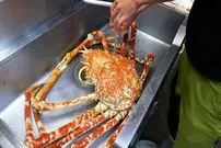 ببینید| غذای خیابانی در ژاپن؛ تهیه دو نوع غذا با خرچنگ عنکبوتی بزرگ در توکیو