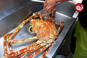 ببینید| غذای خیابانی در ژاپن؛ تهیه دو نوع غذا با خرچنگ عنکبوتی بزرگ در توکیو