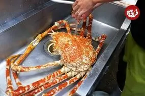 ببینید| غذای خیابانی در ژاپن؛ تهیه دو نوع غذا با خرچنگ عنکبوتی بزرگ در توکیو