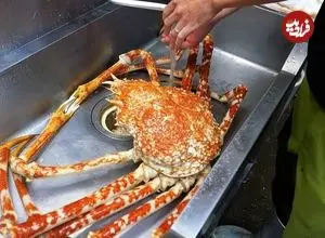 ببینید| غذای خیابانی در ژاپن؛ تهیه دو نوع غذا با خرچنگ عنکبوتی بزرگ در توکیو