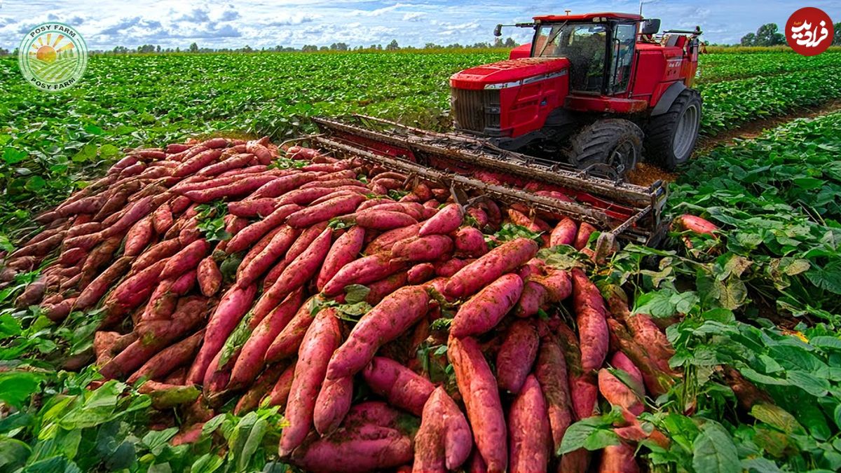 ببینید؛ چگونه آمریکایی ها هزاران تن سیب زمینی شیرین را برداشت و فرآوری می کنند؟