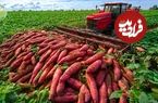 ببینید؛ چگونه آمریکایی ها هزاران تن سیب زمینی شیرین را برداشت و فرآوری می کنند؟