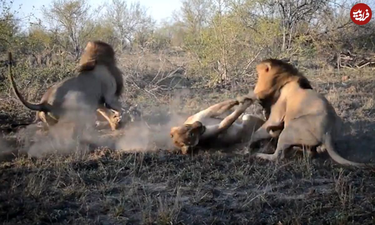 (ویدئو) دو شیر نر بر سر غذا دعوا گرفتند، شیر ماده لاشه را دزدید! 