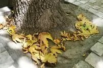 تصاویر؛ خزان پیش از موعد؛ چرا درختان دچار زردی و برگ ریزان زودهنگام شده‌اند؟