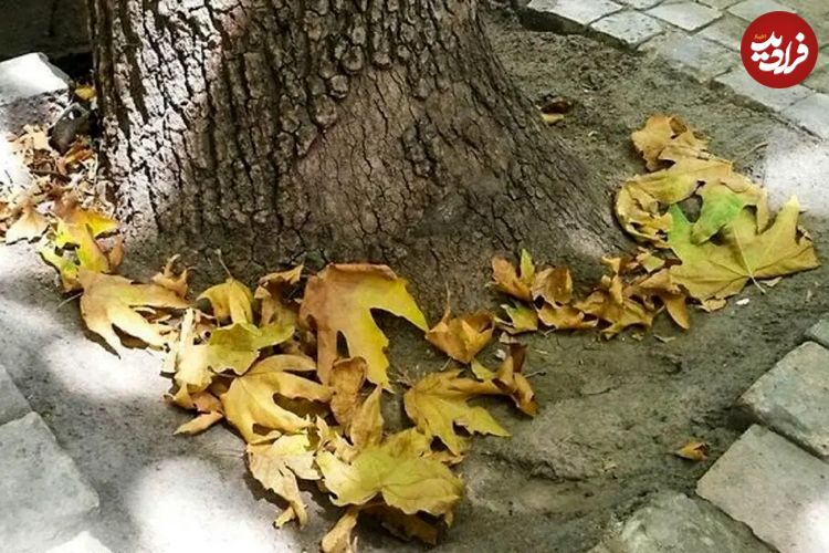 تصاویر؛ خزان پیش از موعد؛ چرا درختان دچار زردی و برگ ریزان زودهنگام شده‌اند؟