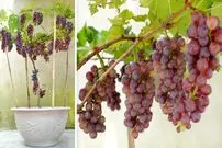 (ویدئو) چگونه در گلدان انگور قرمز بکاریم و 10 کیلوگرم برداشت کنیم؟