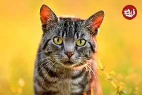 ببینید| واکنش مغرورانه گربه مادر به شیر خوردن بچه‌اش میان بزغاله‌ها